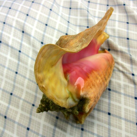 Beautiful Queen Conch Shell 10" large - Picture 4 of 8